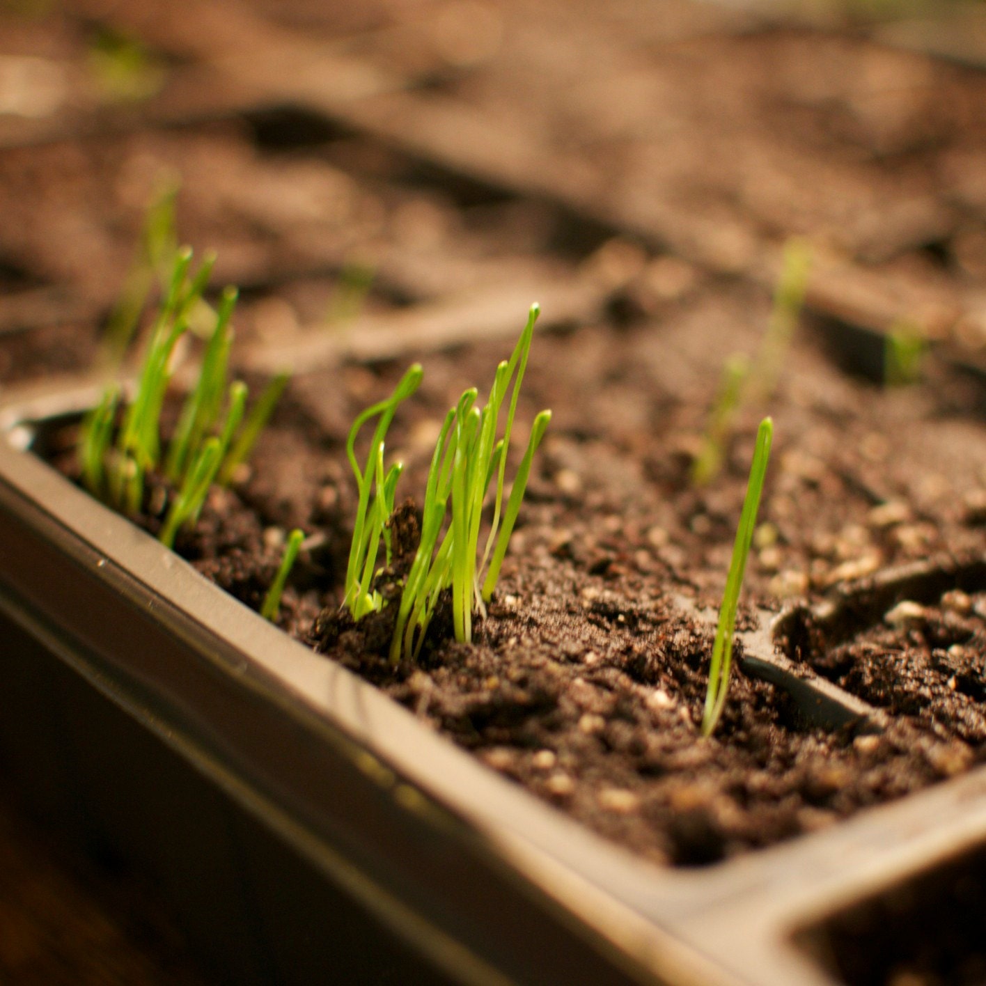 Twelve Packs of Organic Seeds - Free Shipping - Plan Your Vegetable Garden With Us