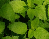 Lemon Balm - Naturally Grown Bee Friendly Herb Seeds