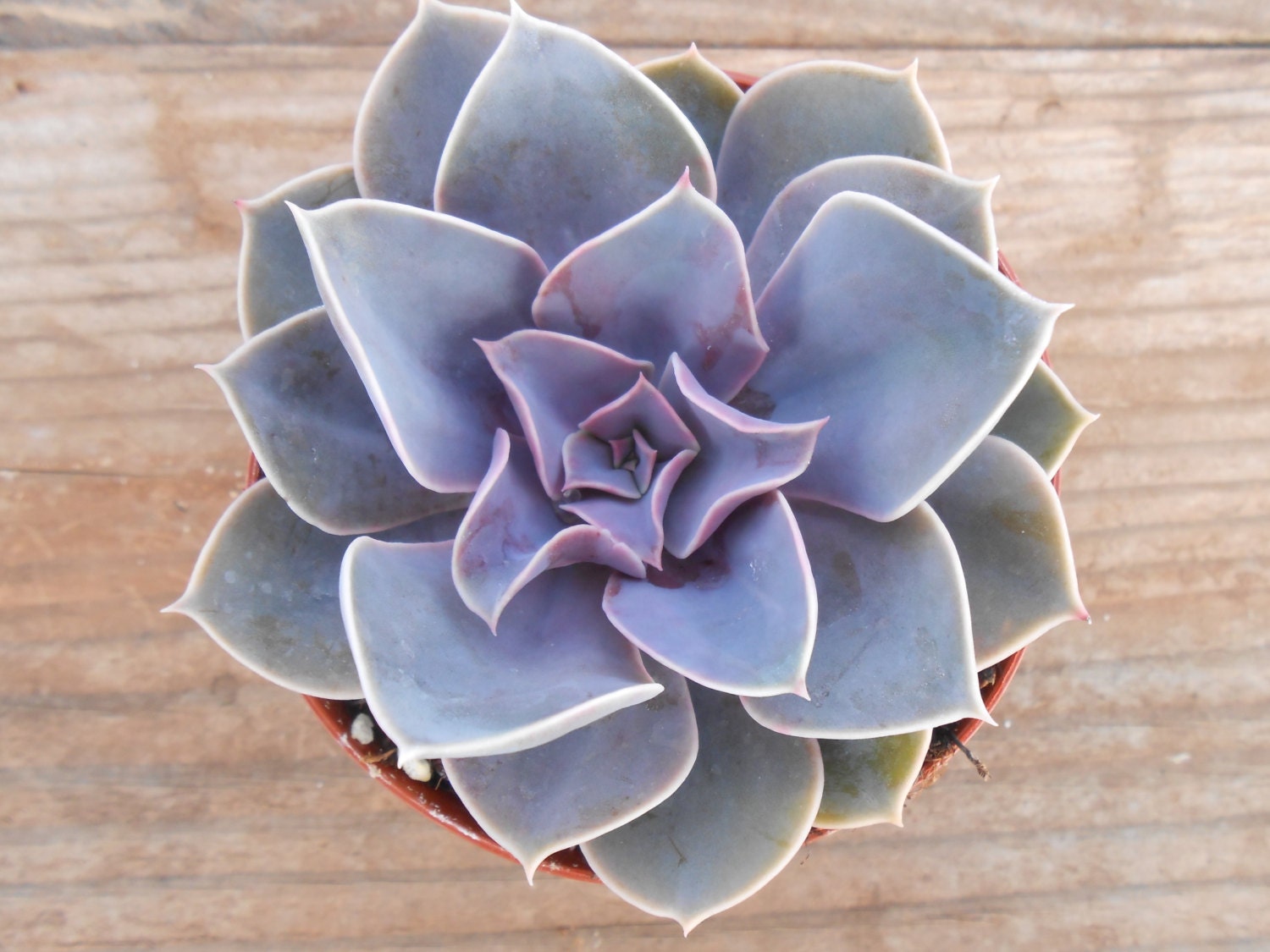 Succulent Plant, Perle Von Nurnburg Echeveria Succulent, 4 Inch Pot, Lavender Color