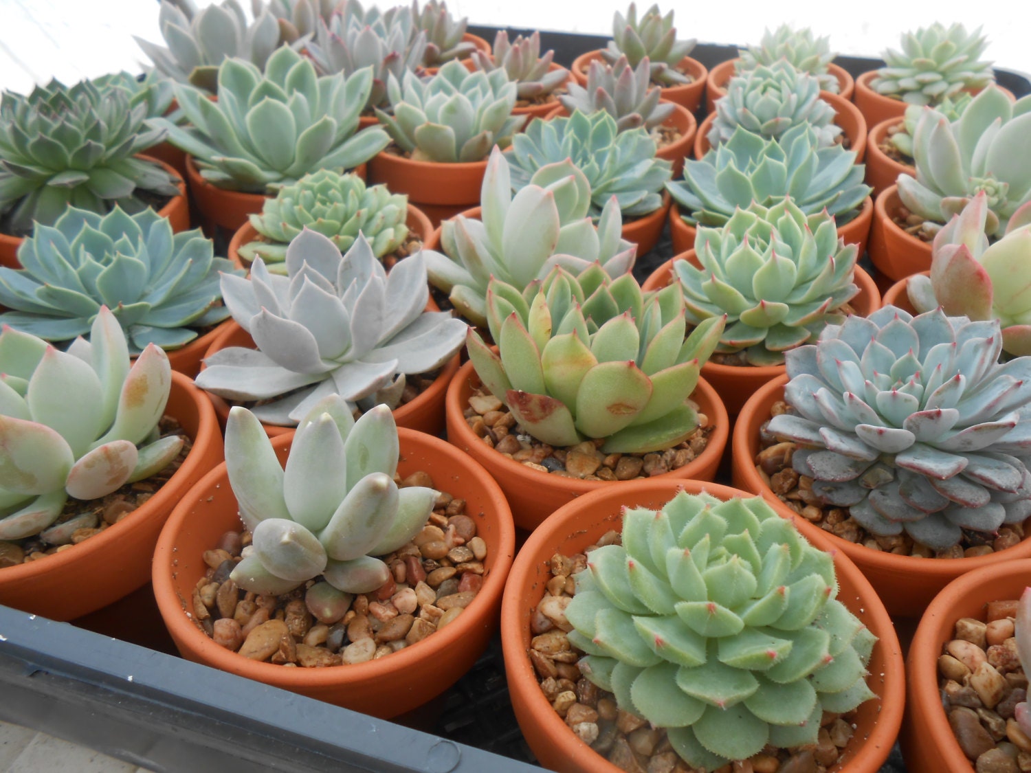 Reserved For Marsha, Succulent Collection Planted In Terra Cotta Pots, 90 Favors, Pick Up July 9