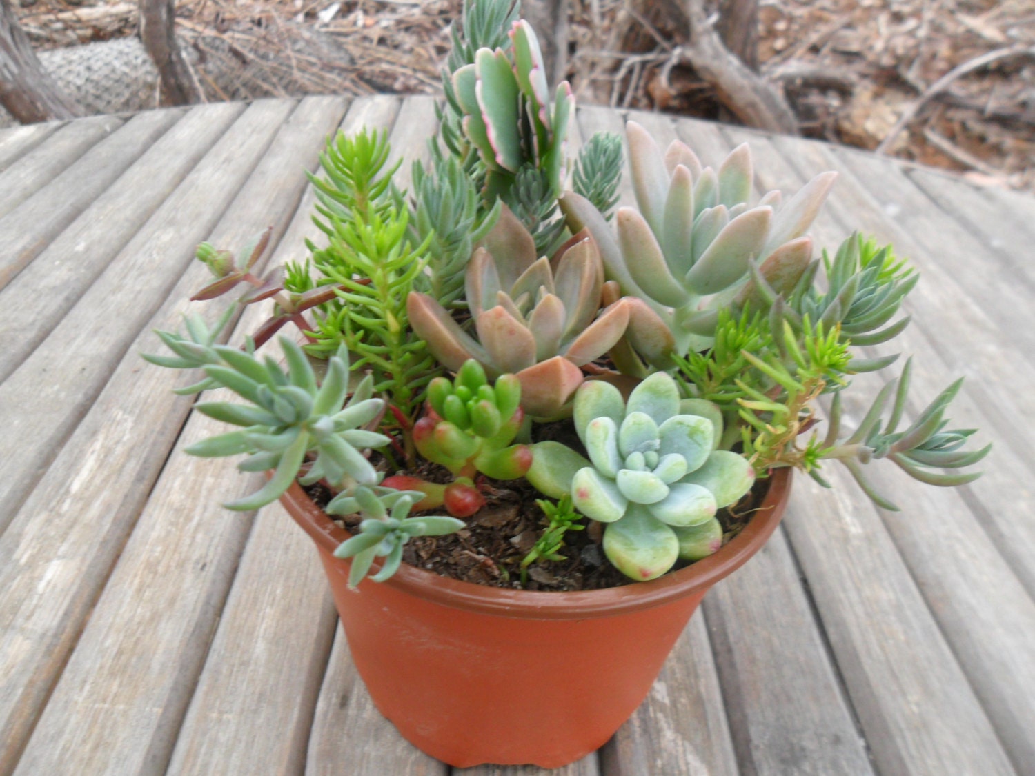 Succulent Garden In A 4 Inch Pot, Great Gift, Instant Centerpiece