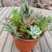 Succulent Garden In A 4 Inch Pot, Great For Mother's Day, Instant Centerpiece