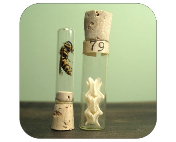 Specimen Collection in Vintage Vials - Wasp and Partial Spine - Qty. 2 - Lot 1403