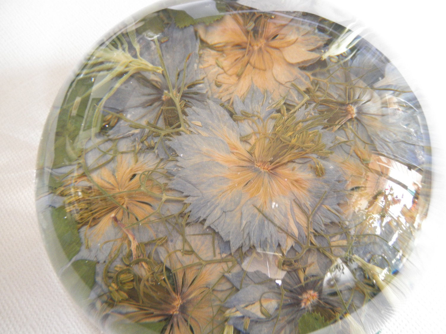 Garden of Love-Sky Blue Love-In-The-Mist Flower Lover's Window Into The Garden-Pressed Flower Paperweight-Symbolizes Love & Affection