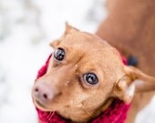 Small Puppy Circle Scarf