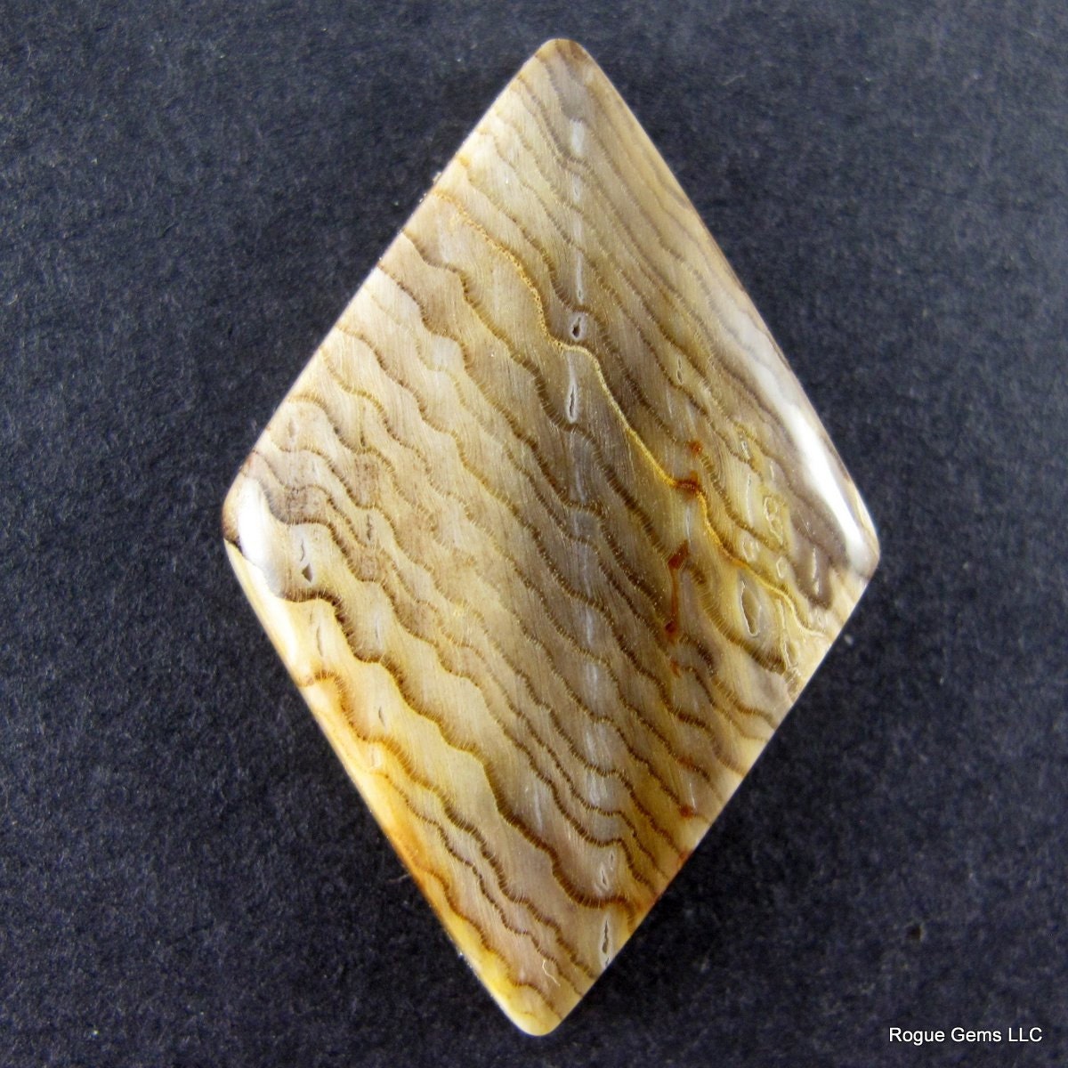 Hell's Canyon Petrified Wood Designer Cabochon