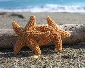Starfish Hair Accessory-DOUBLE SUGAR-Starfish Hair Clip, Starfish Hair Barrette, Mermaid Party, Beach Weddings, Starfish Accessories