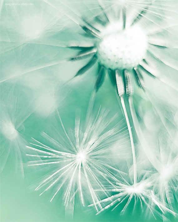 Mint Dandelion Photograph 8x10 (20x25cm) floral home decor, nursery art, dreams, fairytale, macro photography, blue, cyan, white