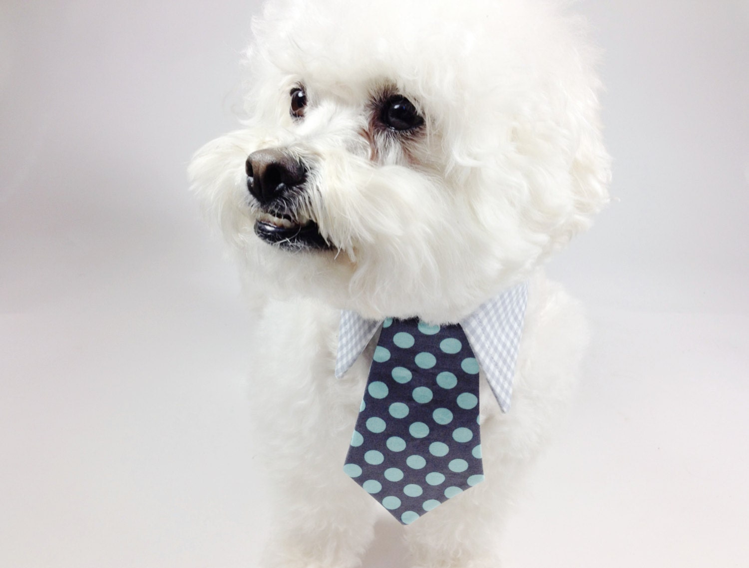 dog tie- shirt and tie collar- charcoal and pastel polka dot tie- wedding dog tie- cat tie- pet tie-formal wear for dogs
