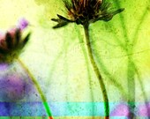 Nature Photography 12x12 Floral Art Print
