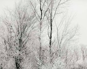 Winter photograph, minimalist, fairy tale, white, modern, wall decor, woodland, trees, fog, snow, photography 8x12