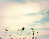 Summer Landscape Photo -  blue sky white clouds pale pink pastel flowers queen annes lace 8x10