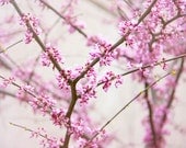 Pink Blossoms Photograph - spring flowering tree white country cottage chic 8x10