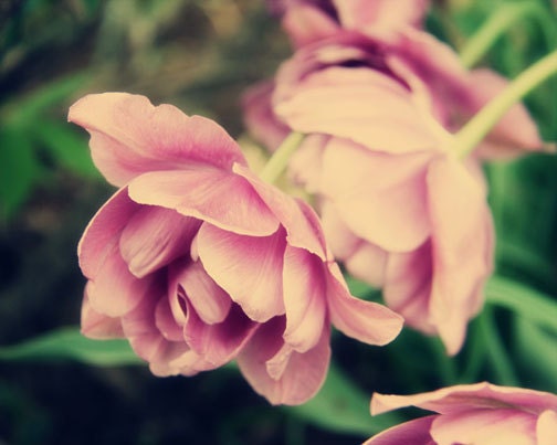 Romantic Flower Photograph - purple lavender green spring summer for her garden