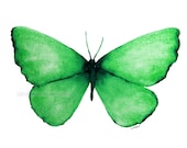 emerald green butterfly archival 5" x 7" print of watercolor painting