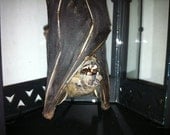 RESERVED For Kayla. Payment 2 of 3. Taxidermy Bat in Lantern Curio, Preserved Specimen, Taxidermy Bat