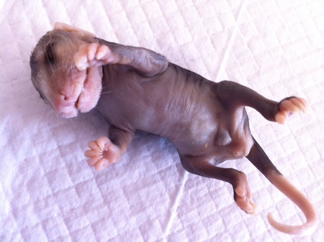RESERVED For Catmarble1. Baby Opossum Wet Specimen, Preserved Specimen (Number 4)
