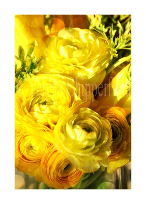 Golden Beauties - Fine Art Photography - Ranunculus - Spring Flower - Yellow Floral Photo - 8 x 12 - Botanical Print - Textural Wall Art