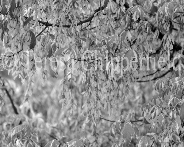 Fine Art Photography - "Whispers of Spring" - Box Elder - 8 x 10 - Black and White, Rustic Tree Photo, Woodland Print, Forest Home Decor