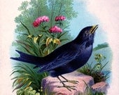 Black Bird Downloadable, Printable, Digital Art Image