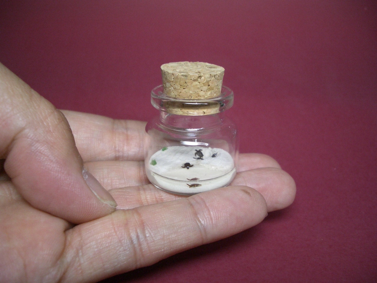 Sea turtles are hatched at the island in a tiny bottle
