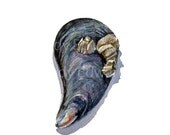 Mussel Painting - Original Watercolor Painting of a Mussel