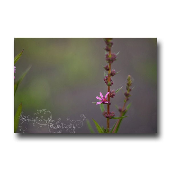 Wildflower Nature Fine Art Floral Photography  Home Decor Magenta Fuschia Flower Custom Size