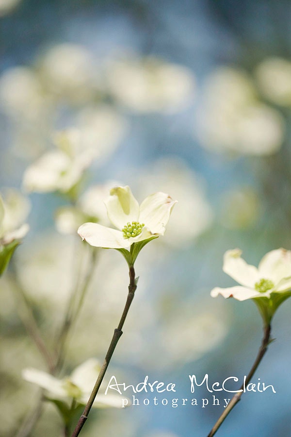 Dogwood Blossoms - 5x7 print
