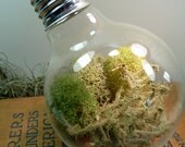 LIGHT BULB Lichen Terrarium. Nice Unusual Gift. Terrariums by mossterrariums on Etsy.