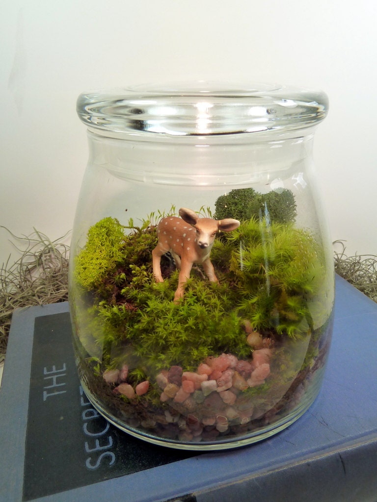 Terrarium, Large VIBE Jar, Deer, Moss.  Great for HOME or OFFICE. Nice Unusual Gift. Terrariums by mossterrariums on Etsy.