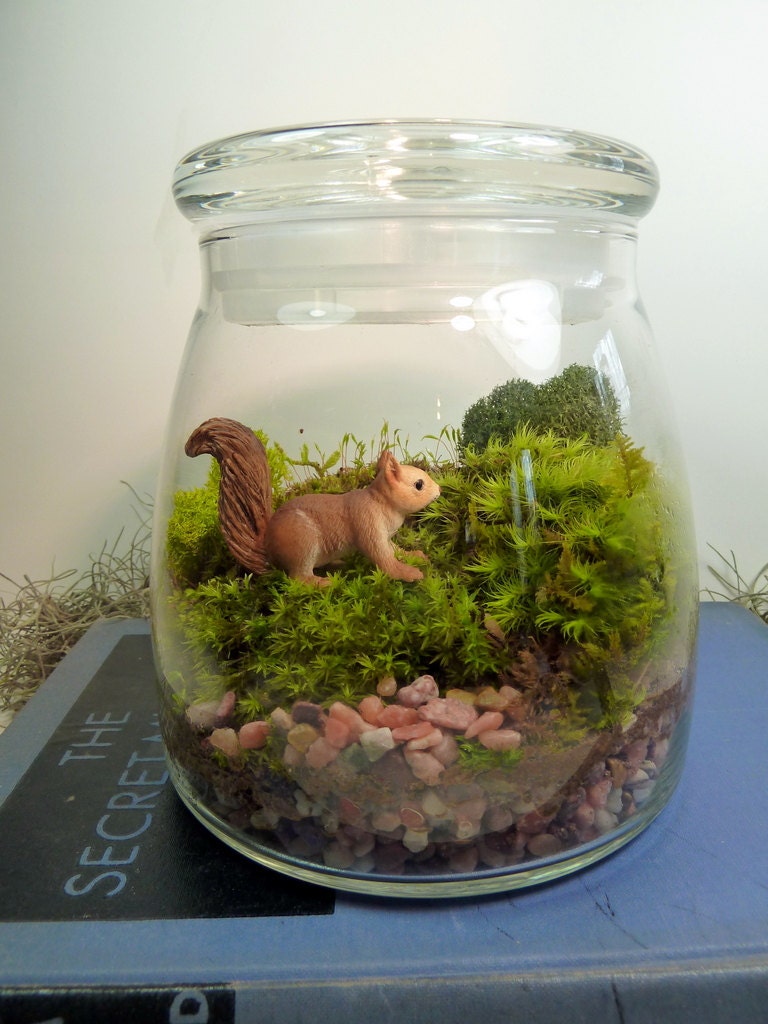 Terrarium, Large VIBE Jar , Squirrel, Moss.  Great for HOME or OFFICE. Nice Unusual Gift. Terrariums by mossterrariums on Etsy.