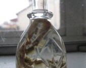 Cruelty Free Type O Negative Plasma Corn Snake Neonate Reptile Herp Serpent Cornsnake