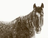 Snowy Black Horse Photograph, black and white nature photography, Animals in winter art, 8x10