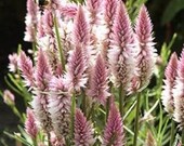 Pink Flamingo Feather Flower Seeds  Great for cut or dried flowers