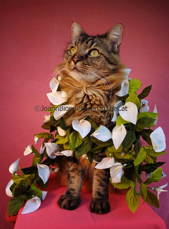 Vine Greeting Card