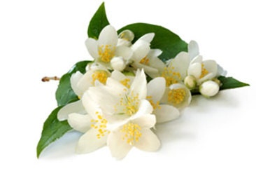 6 Honeysuckle Jasmine Candle Tarts  Floral Masterpiece  oldhickorycandles