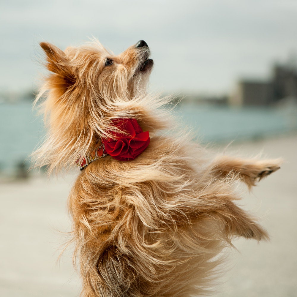Red Flowers Dog Collar