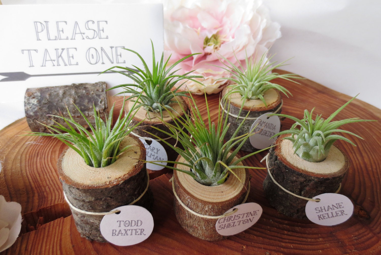 Wood and Tillandsia Wedding Favors/Place Card Holders - 5