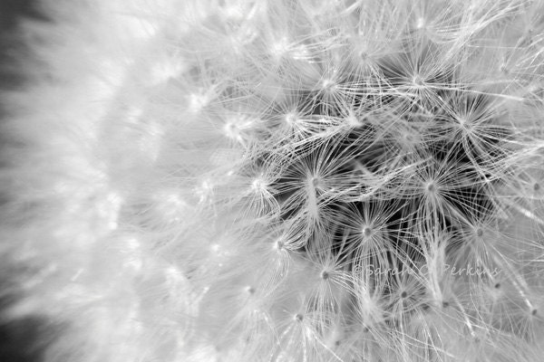 Pure Nature Abstract Monochromatic Photography Dandelion Close Up/Macro Fine Art Photography B&W print 8X10 IN STOCK Free US Shipping