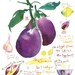 Kitchen print, Grilled eggplant recipe, Food illustration, Vegetable art, Botanical poster, 8X10, purple, watercolor