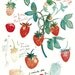 Kitchen art, Fruit print, Strawberry, Watercolor painting, 8X10, Botanical, Home decor, Food poster, red
