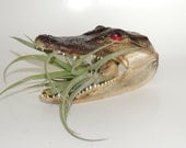 Air plant displayed in taxidermied  alligator skull. Great boyfriend gift.