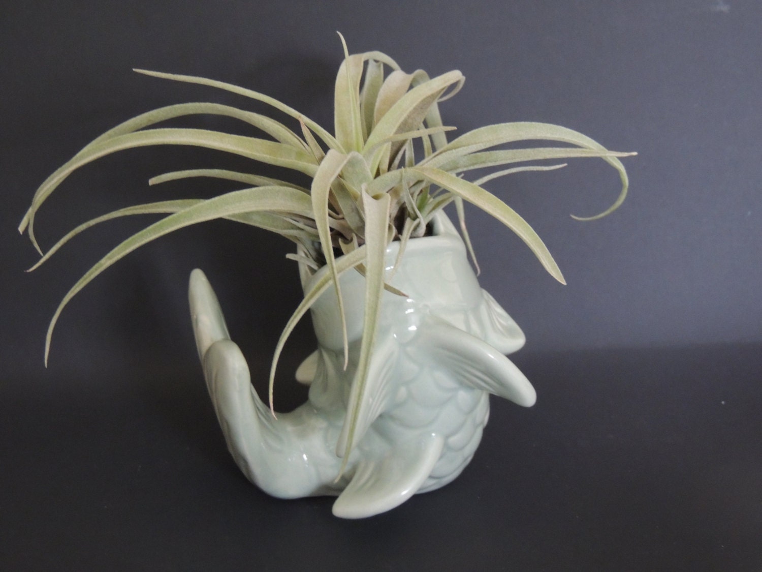 Air plant nestled in sage green fish planter.