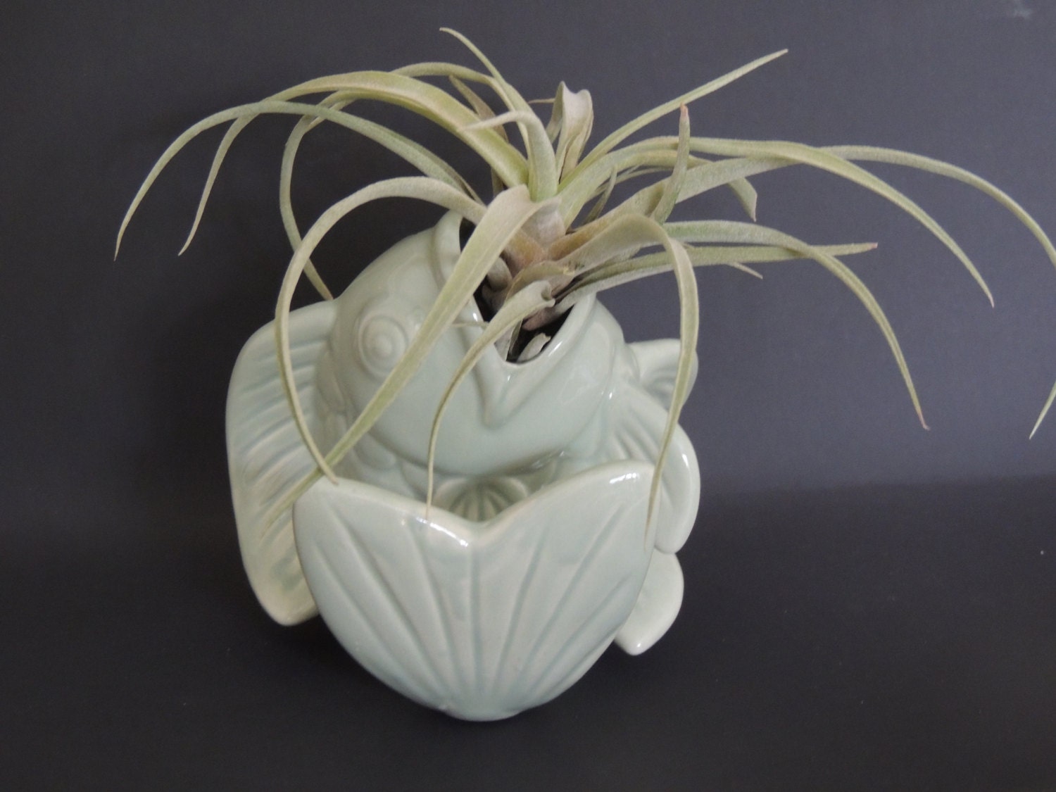 Air plant nestled in sage green fish planter.
