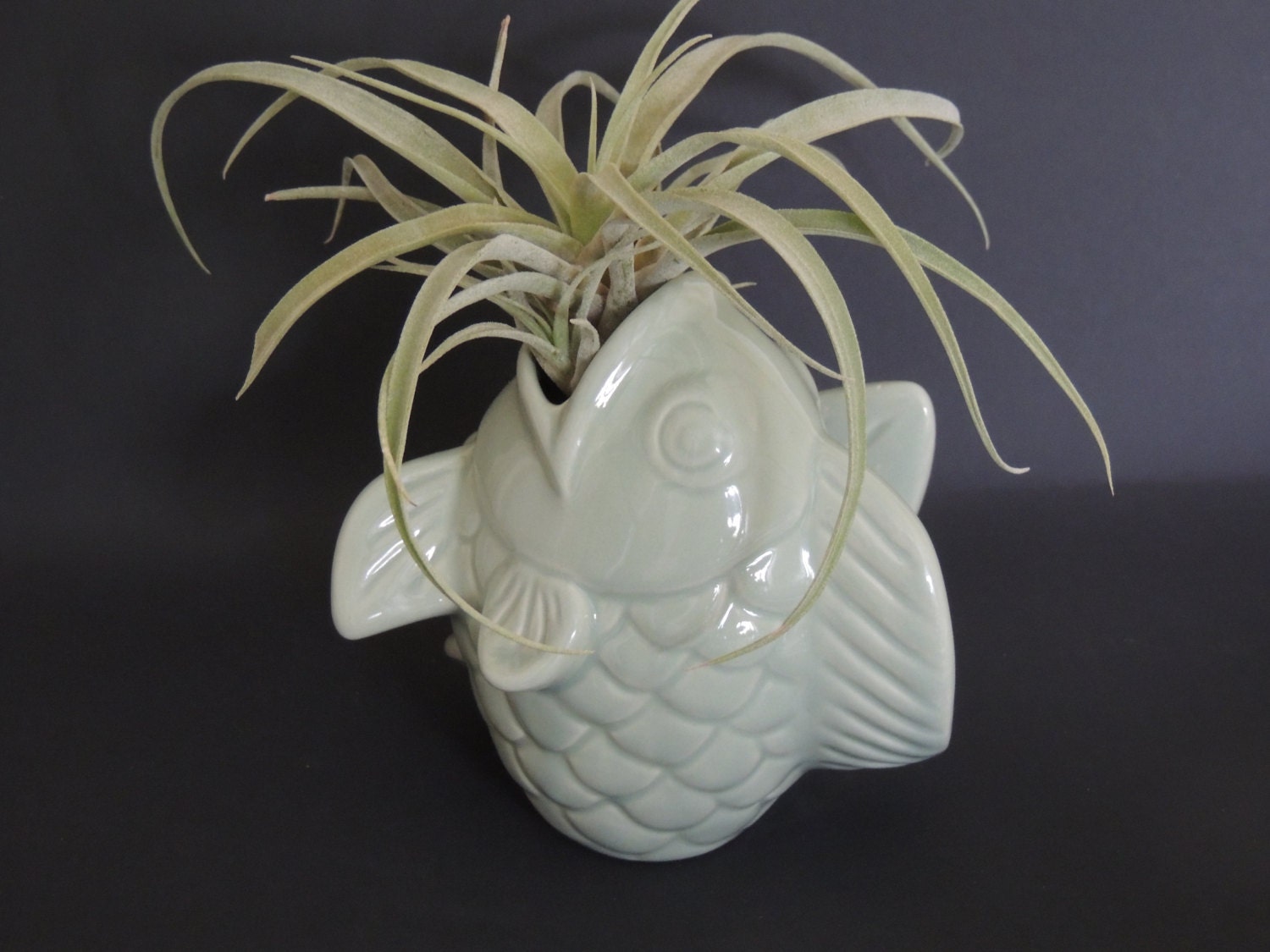 Air plant nestled in sage green fish planter.