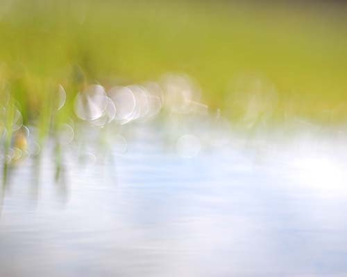 beauty is a whisper - 8x10 print
