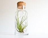 Vintage Glass & Cork Storage Jar