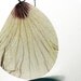 White Hibiskus Necklace - Real Flower Necklace - XXL - White with Burgundy - Real Pressed Petal
