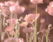 Floral Wall Art, Rose, Poppy Flowers, Light Pink Wall Art, Flower Wall Art, Nature Photography, 8x10 Nature Wall Art