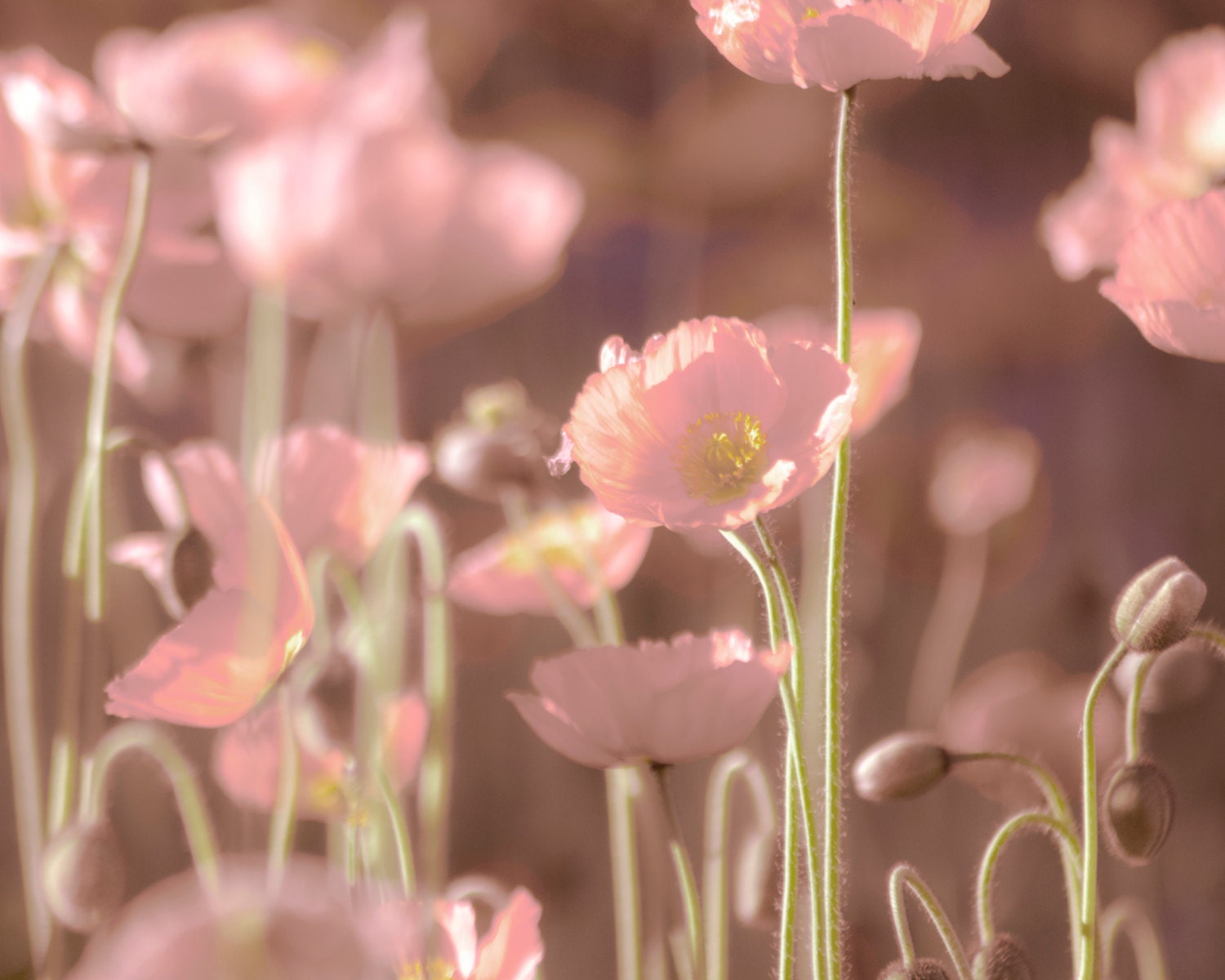 Floral Wall Art, Rose, Poppy Flowers, Light Pink Wall Art, Flower Wall Art, Nature Photography, 8x10 Nature Wall Art